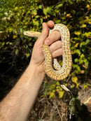 Hypo Burmese Python Female