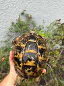 Mesopotamian Greek Tortoise Adult Female