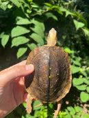 Golden Coin Box Turtle Adult Female (Cuora trifasciata )
