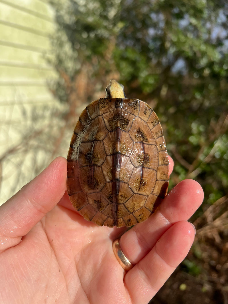 Golden Coin Box Turtle 2023