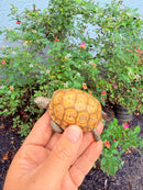 Hypomelanistic Cherryhead Red Foot Tortoise Baby 2026