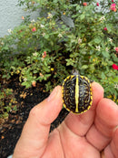 HI YELLOW Florida Box Turtle