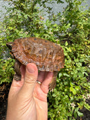Flat Shell Turtle Juvenile Female 2025