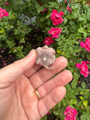 Albino Florida Snapping Turtle 2026