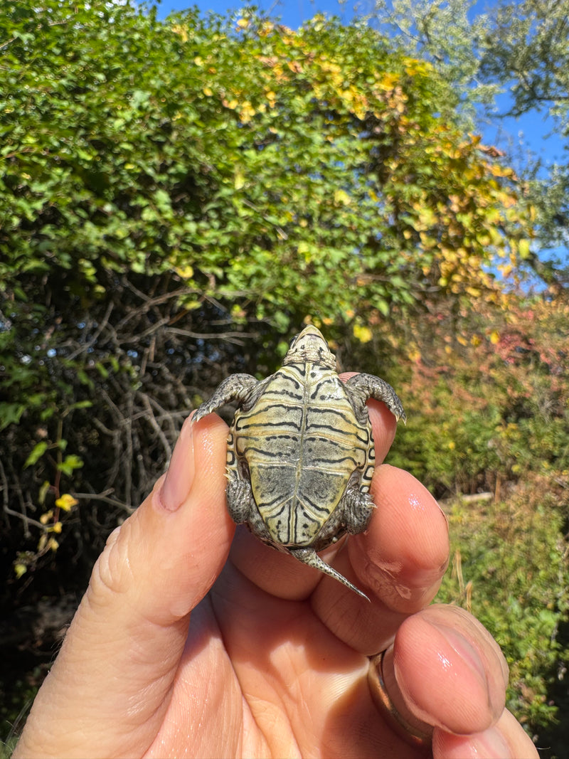 Hi White Concentric Diamondback Terrapin 2025