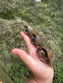 Stripe-necked Musk Turtle Adult Trio