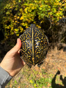 Florida Box Turtle Adult Male
