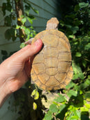 Leucistic African Helmeted Turtle Adult Pair