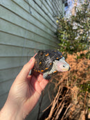 Ornate Diamondback Terrapin Female