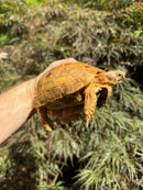 Syrian Golden Greek Tortoise Pair