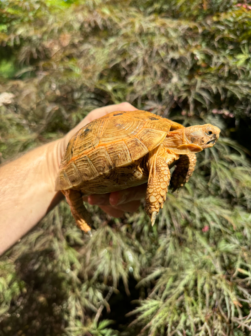 Syrian Golden Greek Tortoise Pair