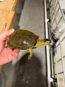 Sicilian Pond Turtle Adult Pair