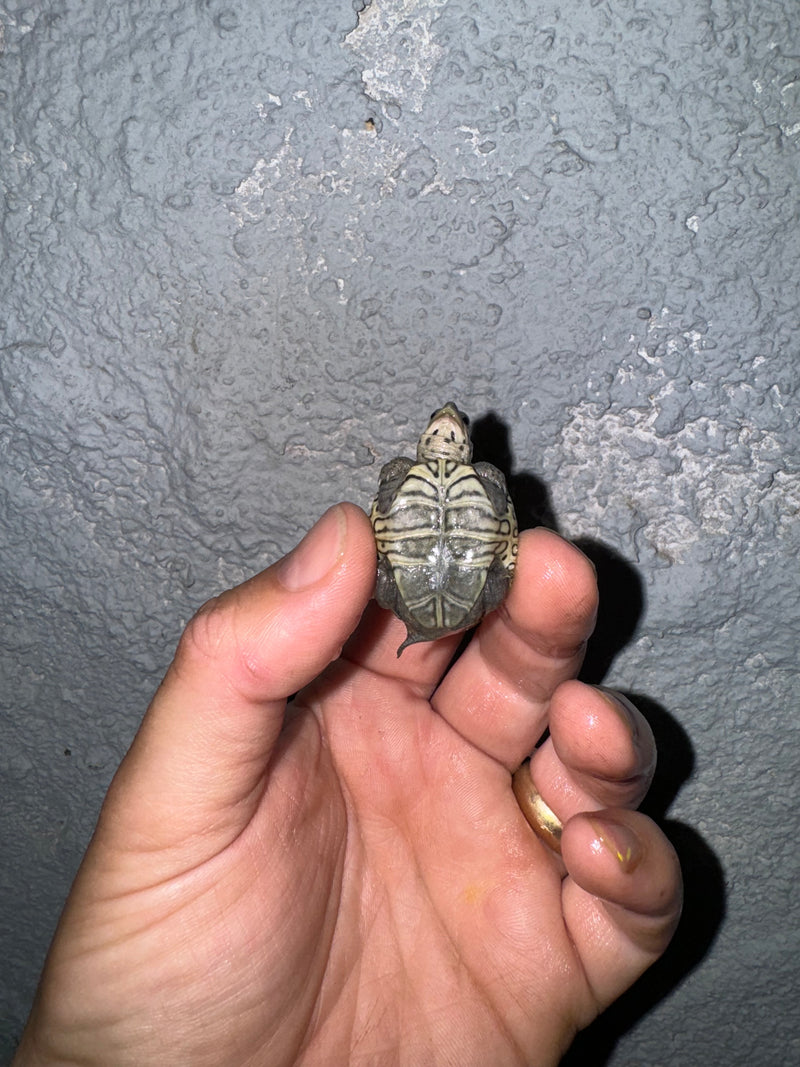 Hi White Concentric Diamondback Terrapin 2024