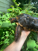 Suriname Red Foot Tortoise Adult Pair 5 (Chelonoidis carbonaria)