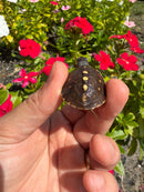 Hi Color Yellow Baby Eastern Box Turtle