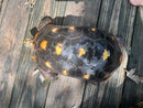Suriname Red Foot Tortoise Adult Pair 5 (Chelonoidis carbonaria)
