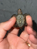Concentric Diamondback Terrapin 2023 (Malaclemys terrapin)