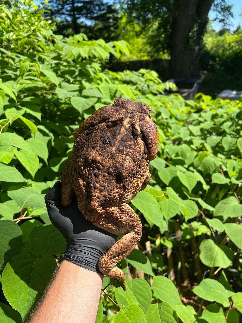 Suriname Giant Marine Toad Male