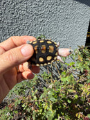 Ornate Diamondback Terrapin Female