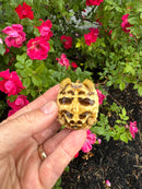Sri Lankan Star Tortoise 2026