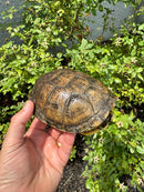 Franco-Italian Pond Turtle Adult Female