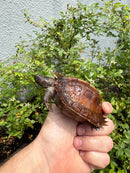 Spiny Hill Turtle CB 2025