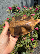 Twist-necked Turtle LTC Female