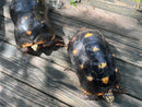 Suriname Red Foot Tortoise Adult Pair 5 (Chelonoidis carbonaria)