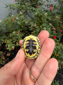 HI YELLOW Florida Box Turtle