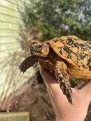 Libyan Greek Tortoise Adult Female