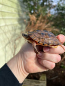 Golden Coin Box Turtle 2023