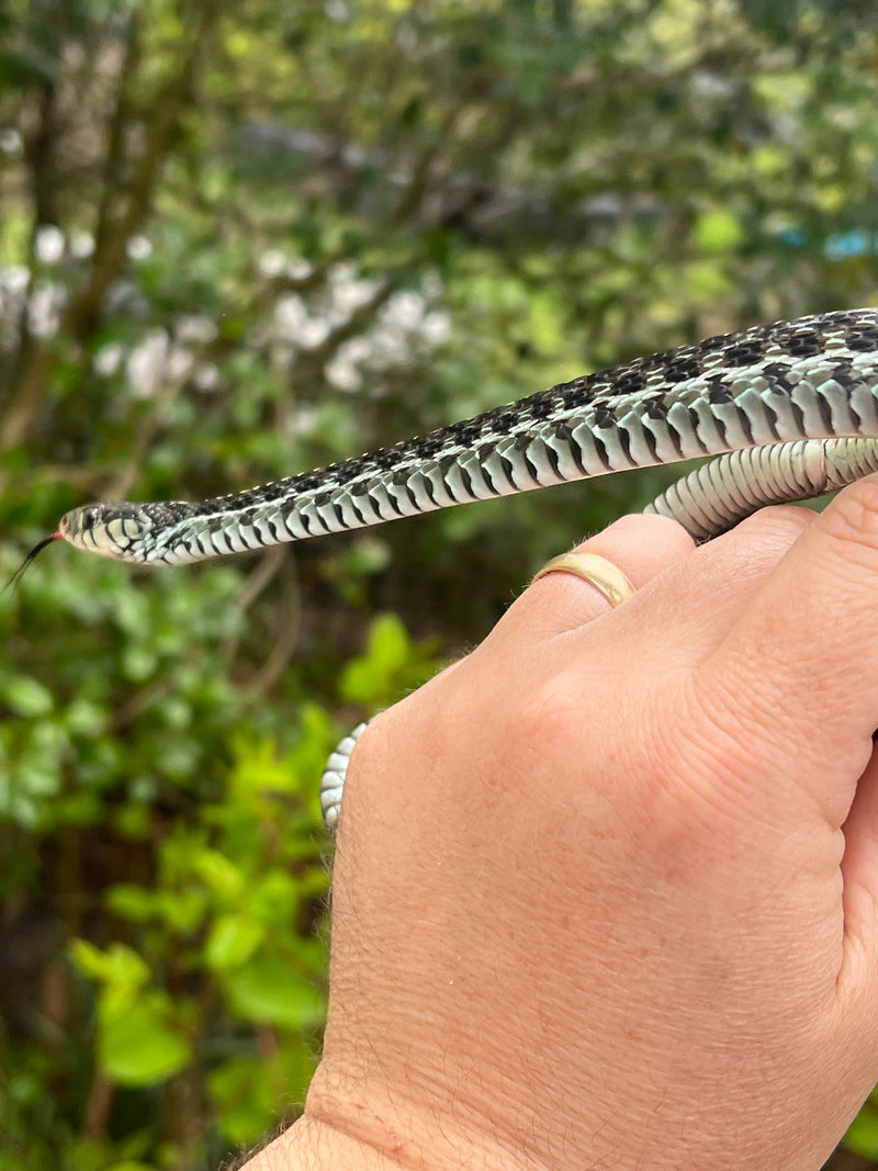 Florida Blue Garter Snake Adult Female