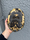 Gibba Sideneck Turtle XXL FEMALE