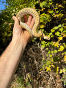 Hypo Burmese Python Female