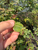 Pastel Picasso Red Eared Slider Turtle