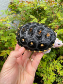 Ornate Diamondback Terrapin Female