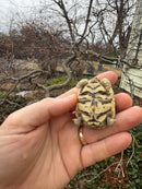 Leopard Tortoise 2026