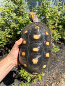 Red Foot Tortoise Adult Male