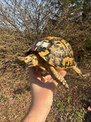 Libyan Greek Tortoise Adult Female