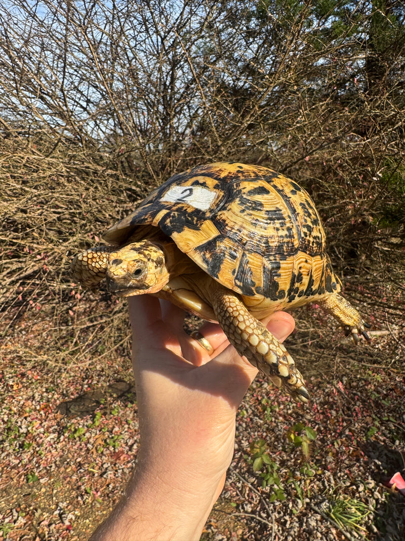 Libyan Greek Tortoise Adult Female