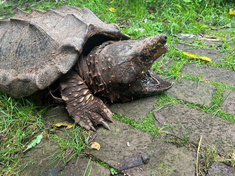 Alligator Snapping Turtle Adult Male
