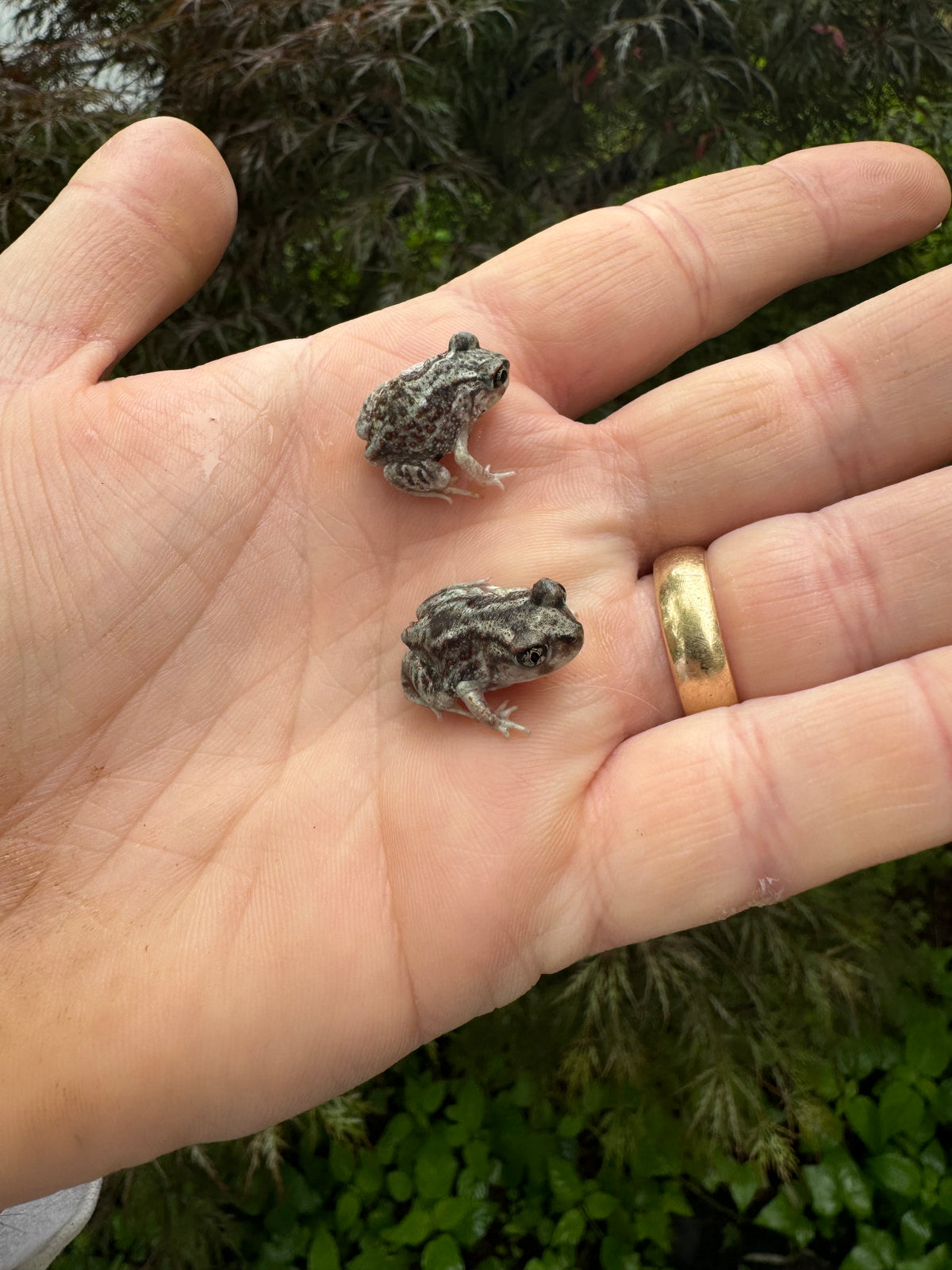 Eastern Spadefoot Toad For Sale | American Reptile Distributors