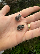 Eastern Spadefoot Toad CB Babies (Scaphiopus holbrookii)