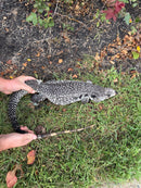 Blue Tegu Adult Female Breeder