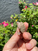 Albino Florida Snapping Turtle 2026