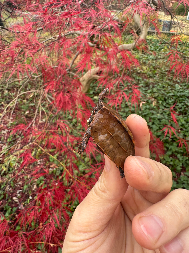 Hi Orange Vietnamese Black Breasted Leaf Turtle Baby 2025