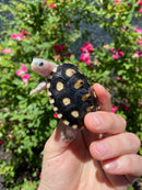 Ornate Diamondback Terrapin Female