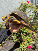 Red Foot Tortoise Adult Female