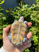 Ornate Diamondback Terrapin Female