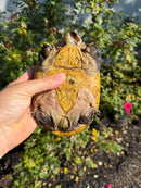 Pacific Giant Musk Turtle Adult Female
